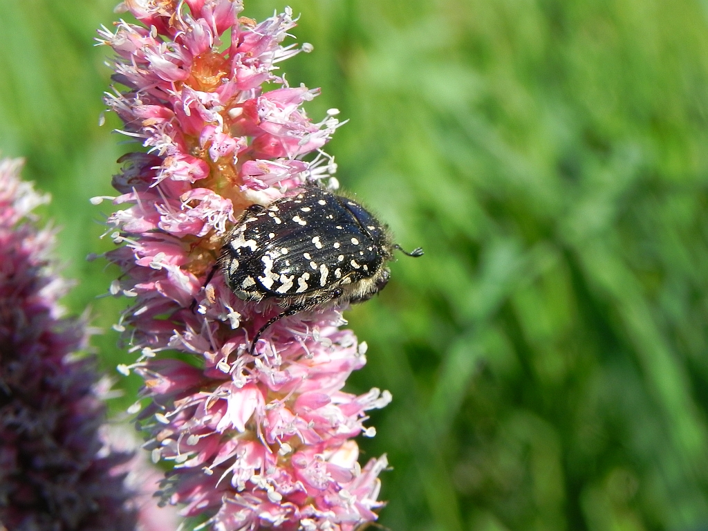 Łanocha pobrzęcz (Oxythrea funesta)
