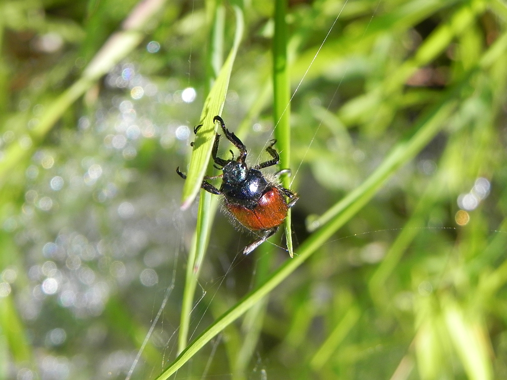 Ogrodnica niszczylistka (Phyllopertha horticola)