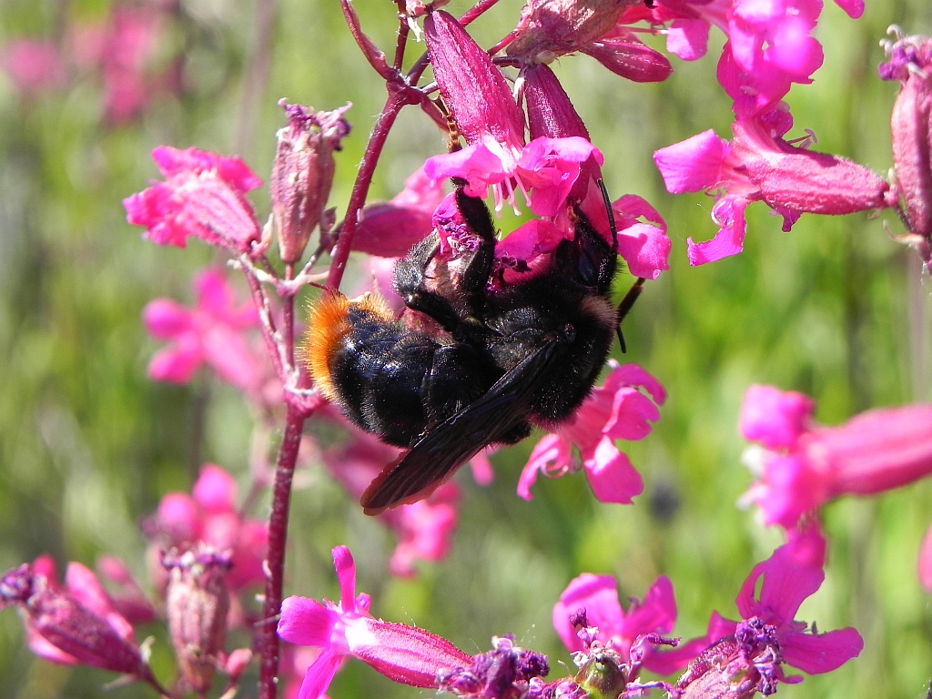 Trzmiel kamiennik (Bombus lapidarius)
