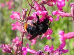 Trzmiel kamiennik (Bombus lapidarius)