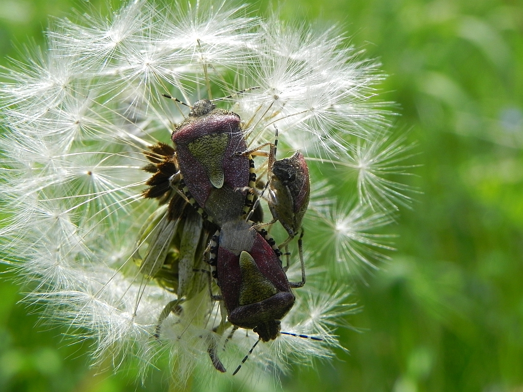 Plusknia jagodniak (Dolycoris Boccarum)