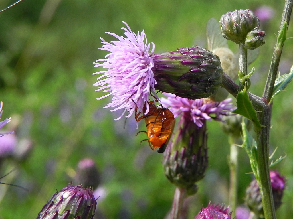 Zmięk żółty (Rhagonycha fulva)
