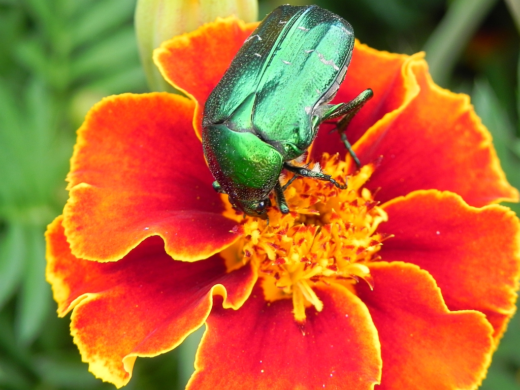 Kruszczyca złotawka (Cetonia aurata)