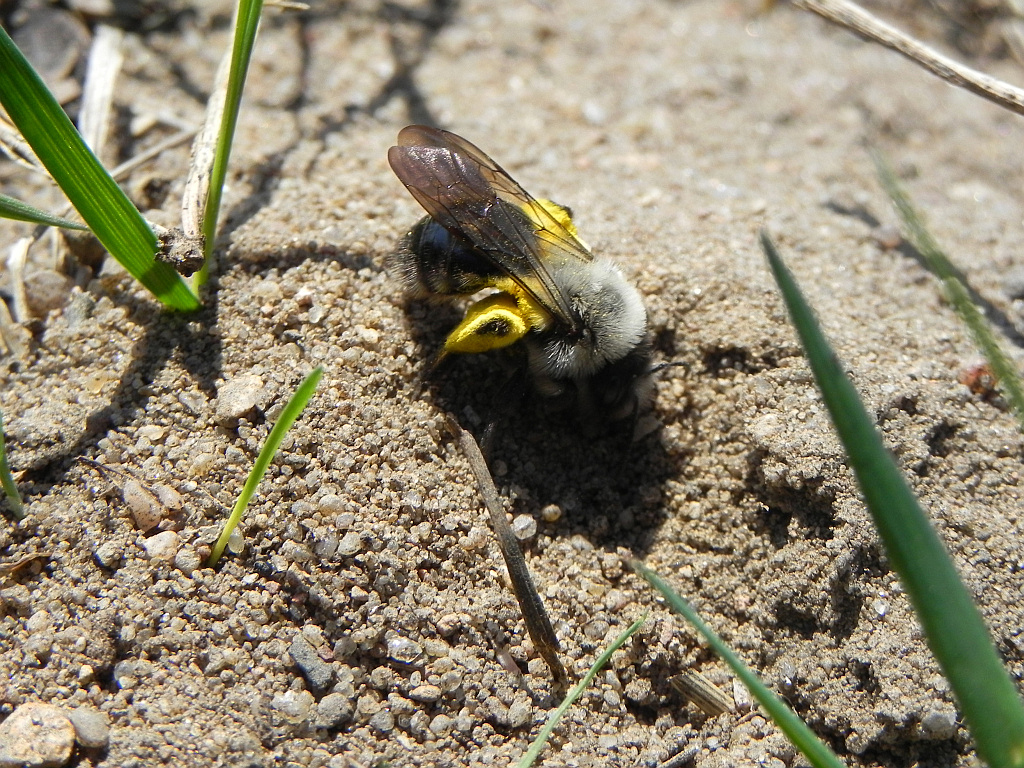 Pszczolinka piaskowa (Andrena fulva)