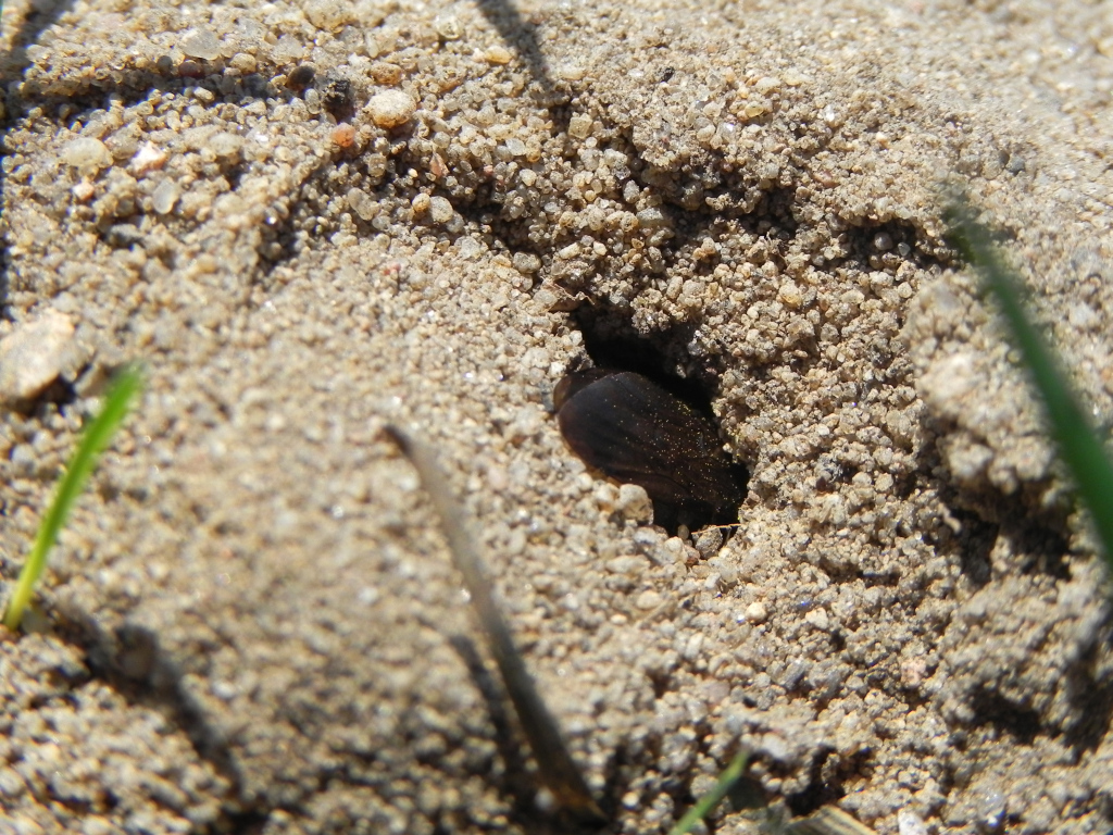 Pszczolinka piaskowa (Andrena fulva)