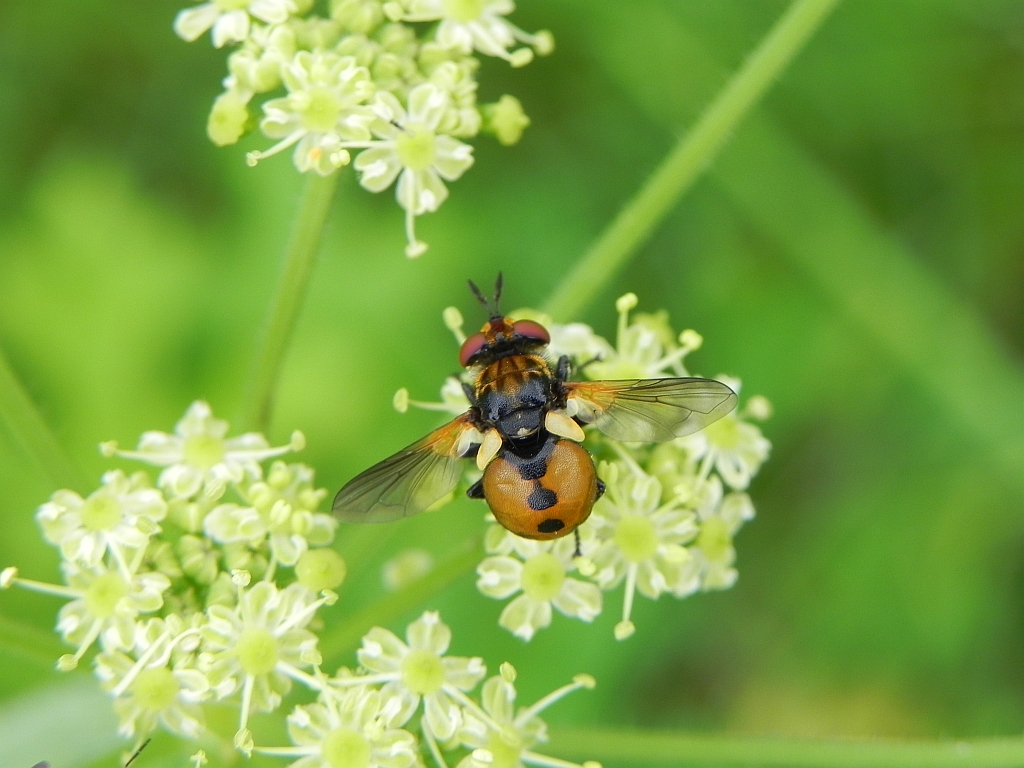 Gymnosoma rotundatum
