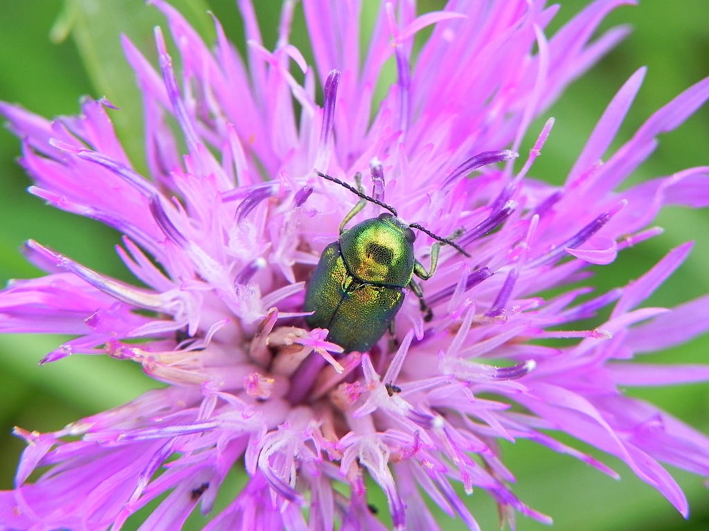 Zmróżka (Cryptocephalus aureolus)
