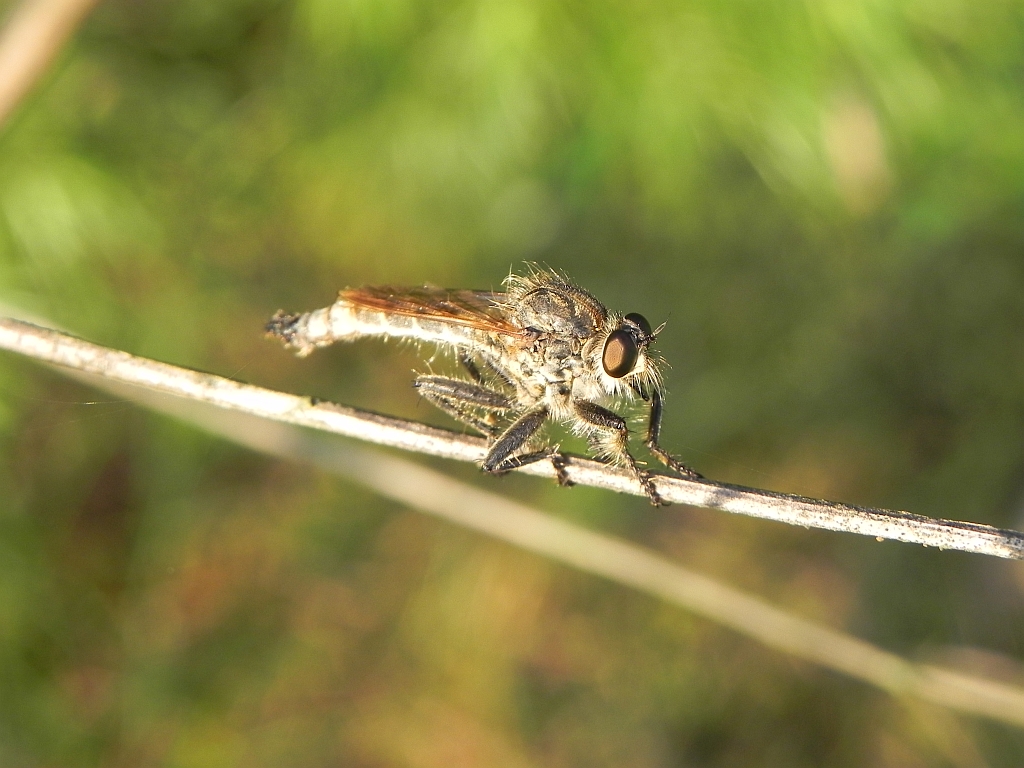 Łowiec czarniawy (Machimus atricapillus), dawniej łowik czarniawy (Asilus atricapillus)