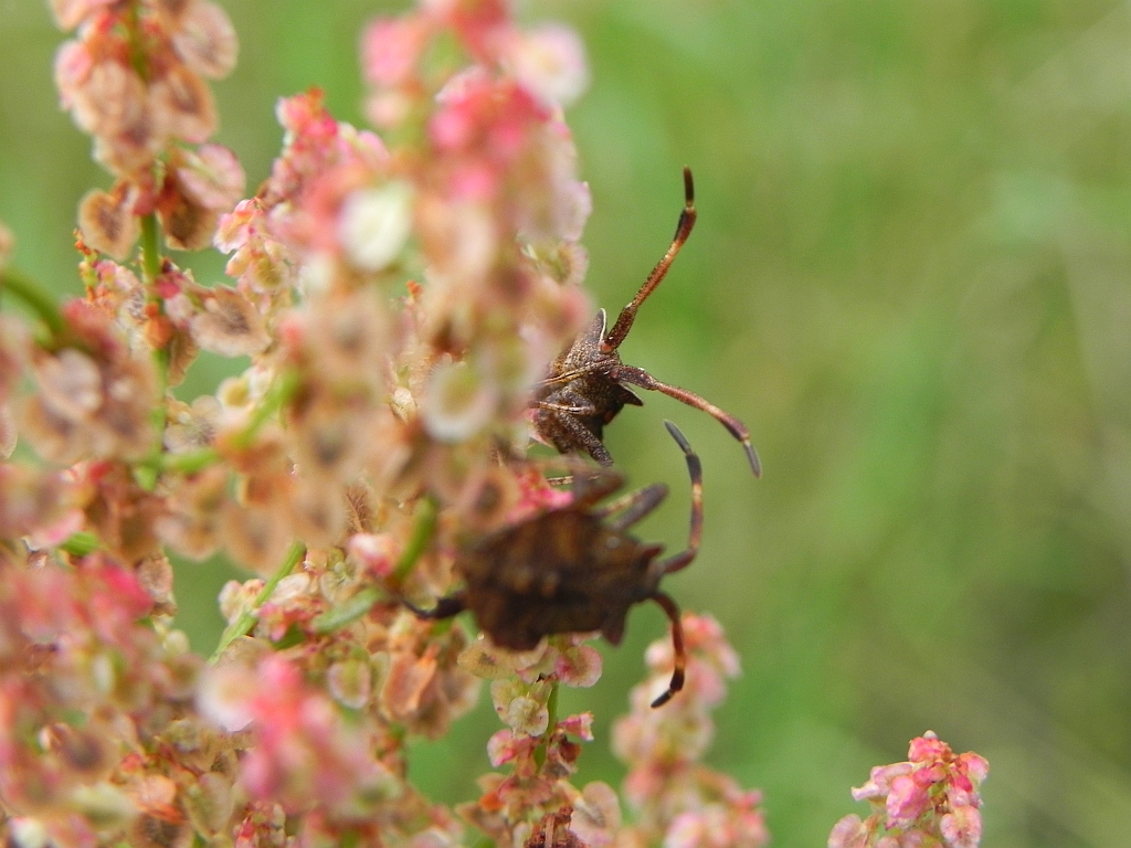 Wtyk straszyk (Coreus marginatus)
