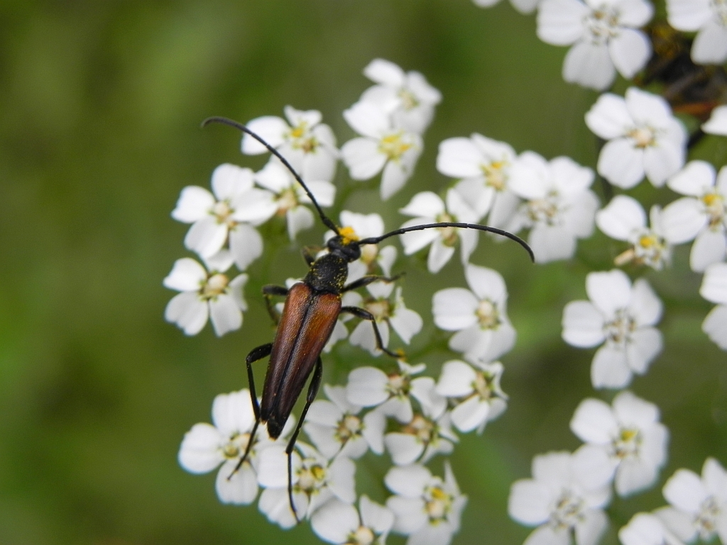Strangalia czarniawa (Stenurella melanura)