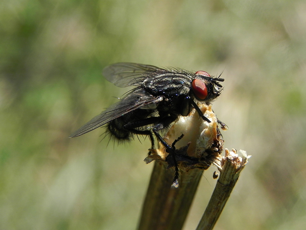Ścierwica mięsówka (Sarcophaga carnaria)