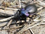 Biegacz gajowy (Carabus nemoralis)