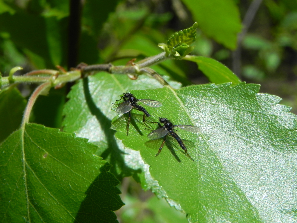 Leń (Bibio lanigerus)