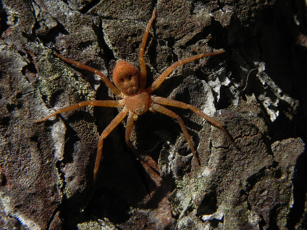 Ślizgun (Philodromus fuscomarginatus)