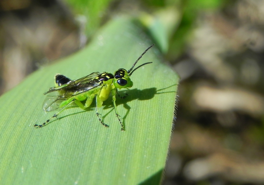 Szczerbatek punktowany (Rhogogaster punctulata)
