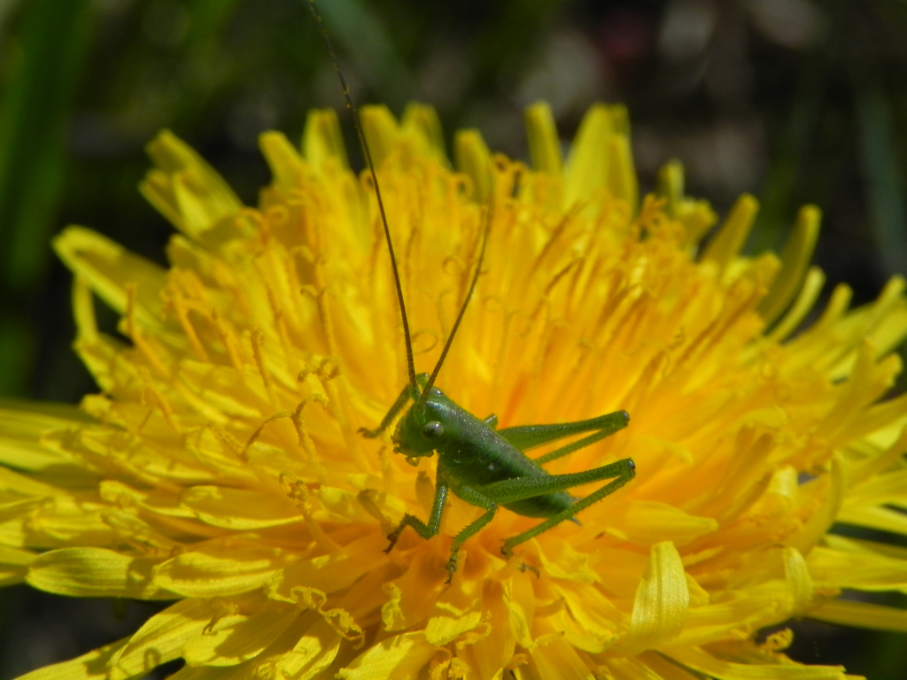 Pasikonik zielony (Tettigonia viridissima)