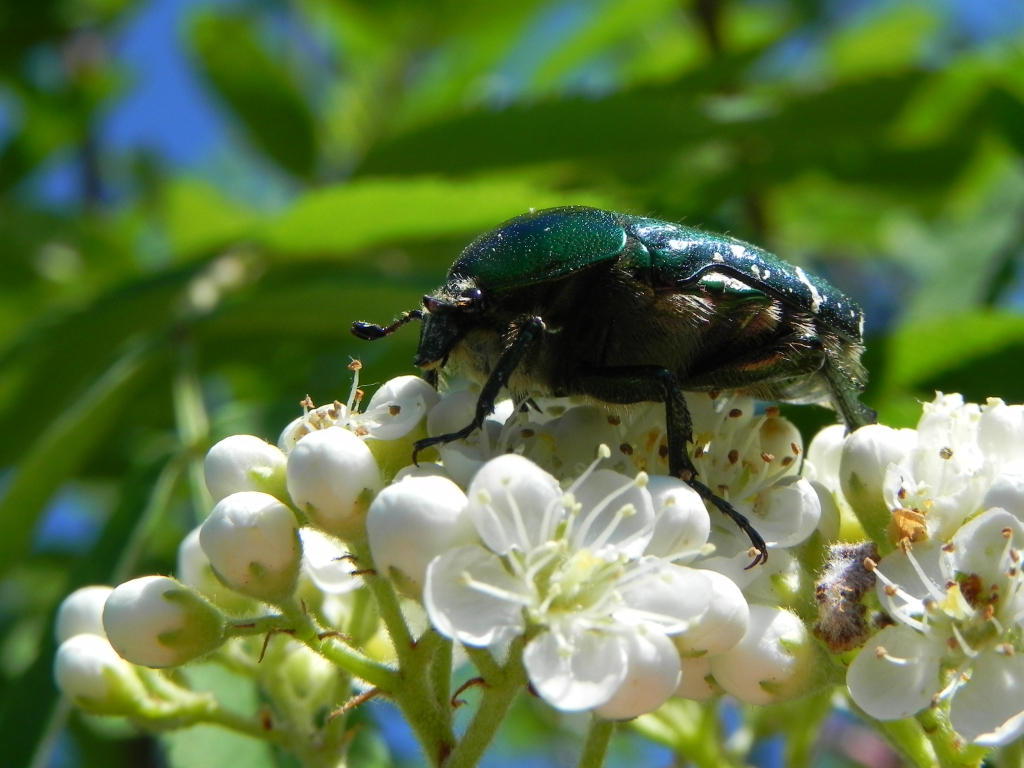 Kruszczyca złotawka (Cetonia aurata)