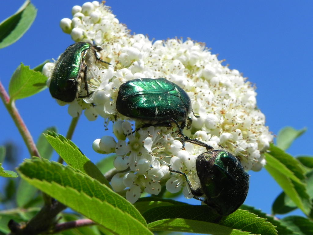 Kruszczyca złotawka (Cetonia aurata)