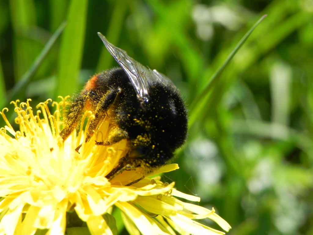 Trzmiel kamiennik (Bombus lapidarius)