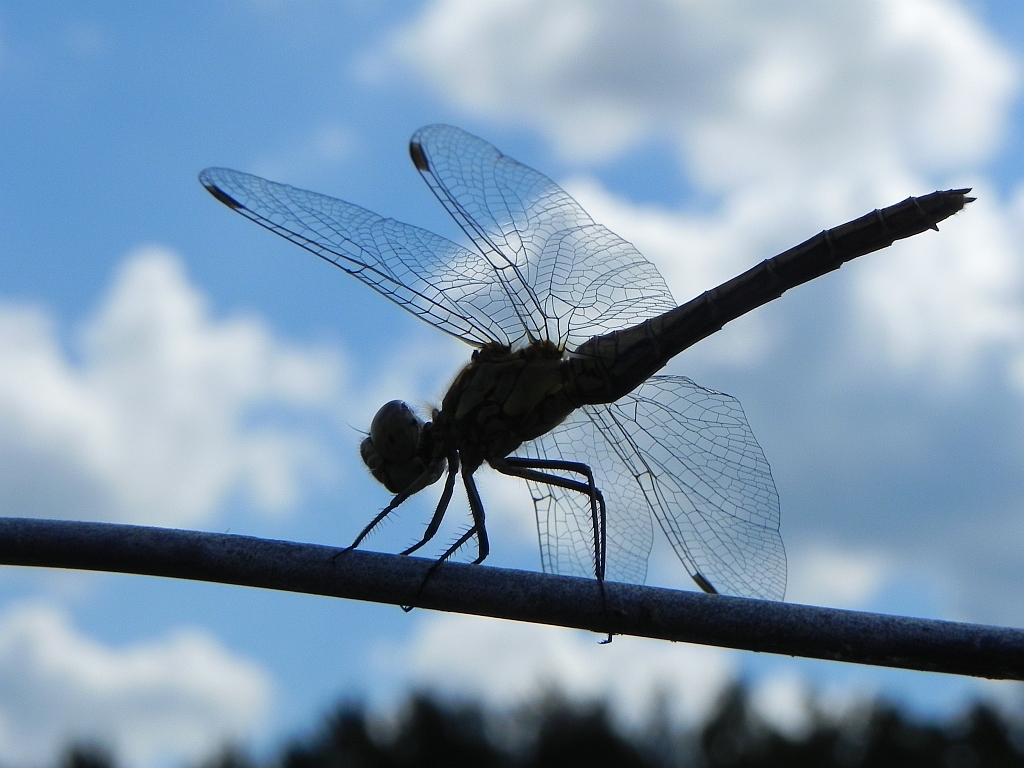 Szablak zwyczajny (Sympetrum vulgatum)