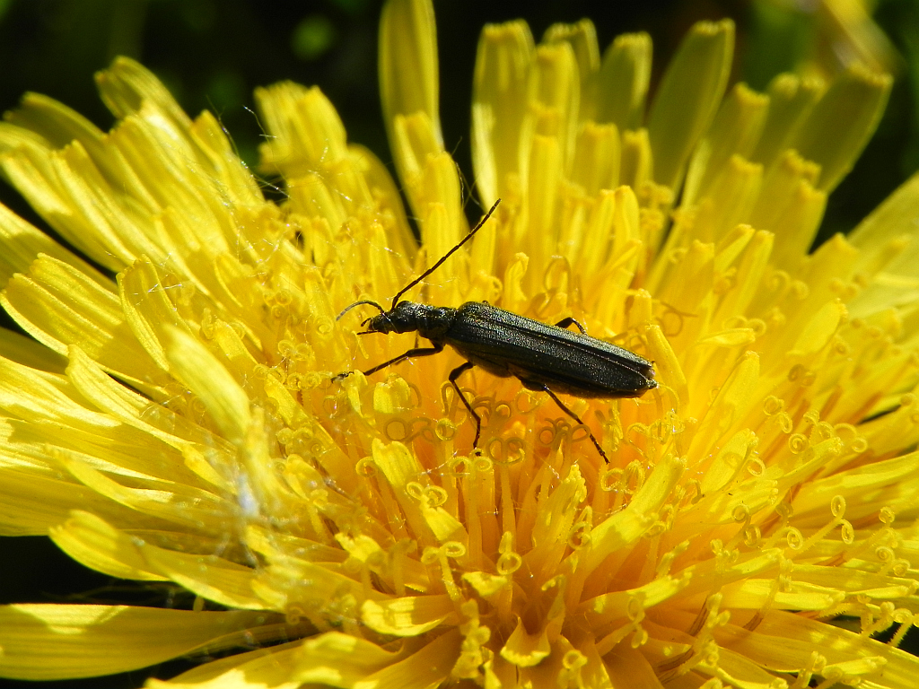 Zaleszczyca (Oedemera virescens)