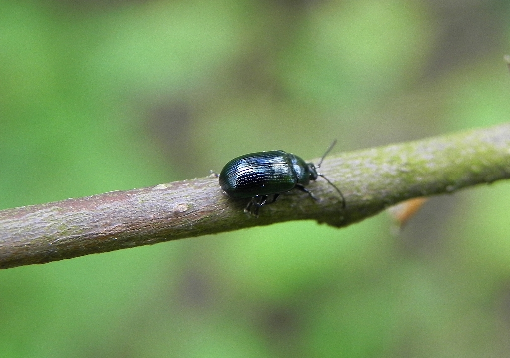Jątrewka zielonka (Phratora vulgatissima)