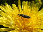 Zaleszczyca (Oedemera virescens)