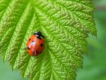 Biedronka siedmiokropka (Coccinella septempunctata)