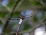 Ważka płaskobrzucha, ważka płaska (Libellula depressa)