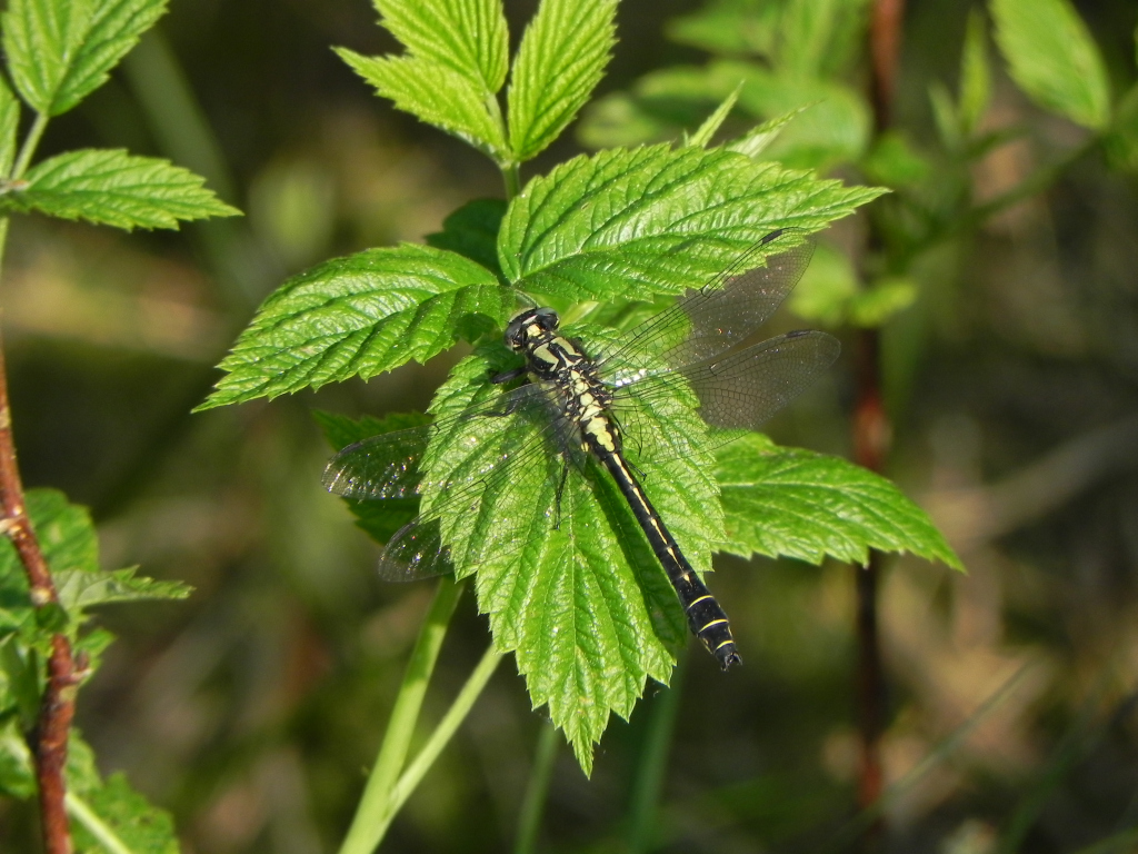 Gadziogłówka pospolita, gadziogłówka zwyczajna (Gomphus vulgatissimus)