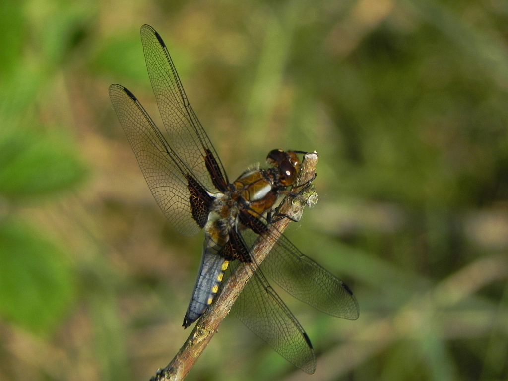 Ważka płaskobrzucha, ważka płaska (Libellula depressa)