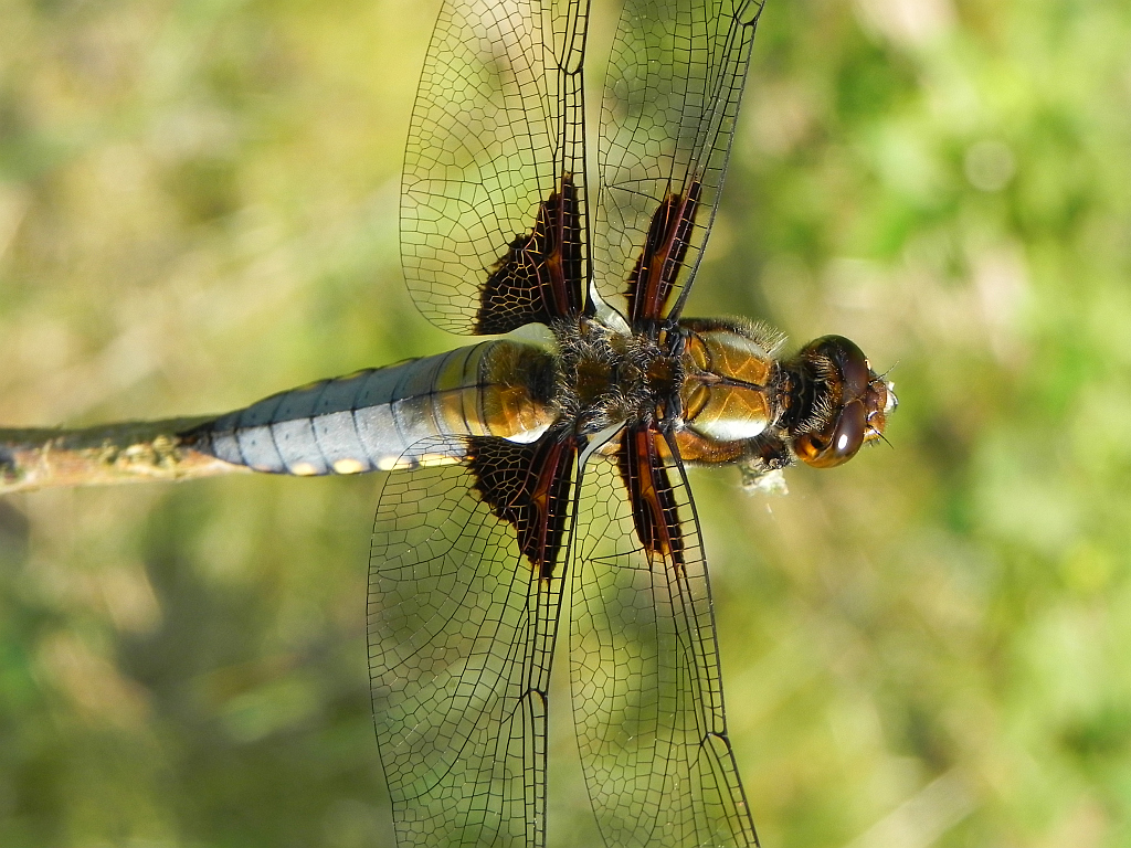 Ważka płaskobrzucha, ważka płaska (Libellula depressa)