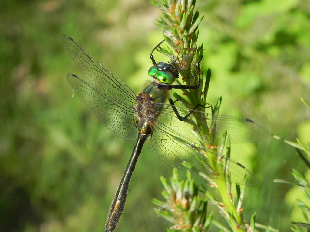 Szklarka zielona (Cordulia aenea)