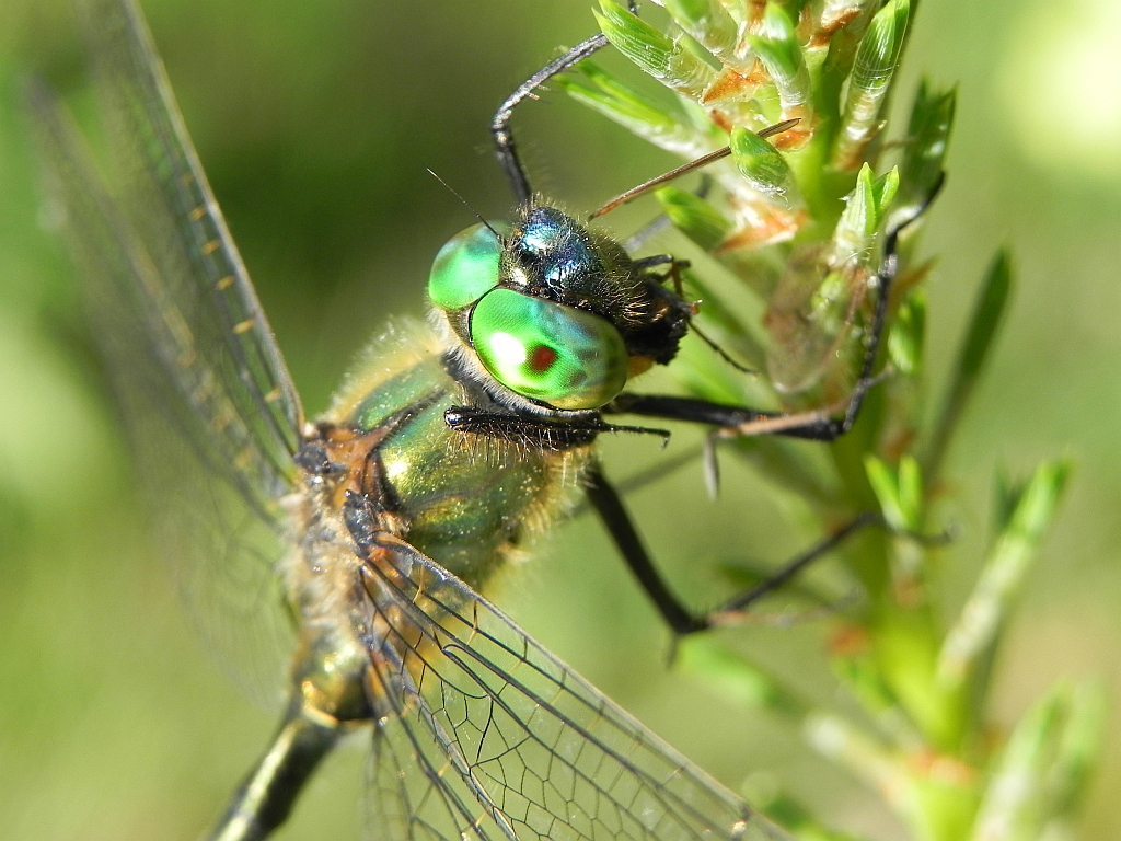 Szklarka zielona (Cordulia aenea)