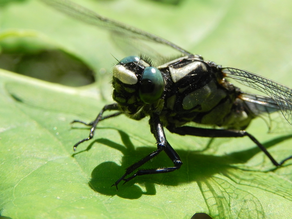 Gadziogłówka pospolita, gadziogłówka zwyczajna (Gomphus vulgatissimus)