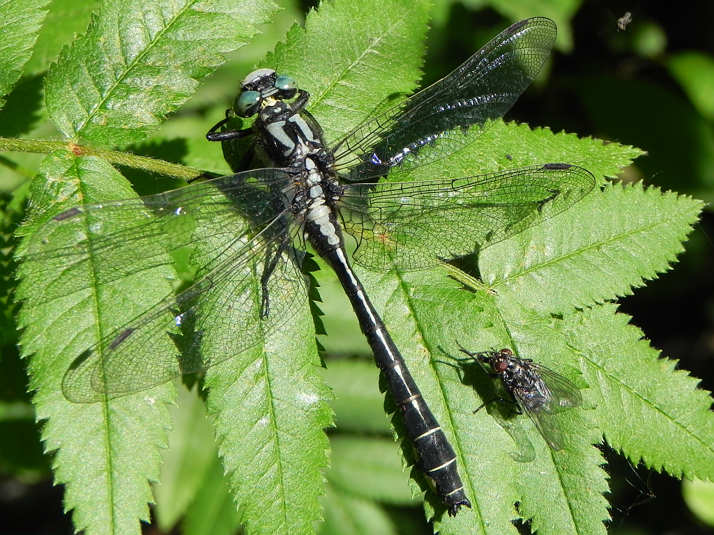 Gadziogłówka pospolita (Gomphus vulgatissimus)