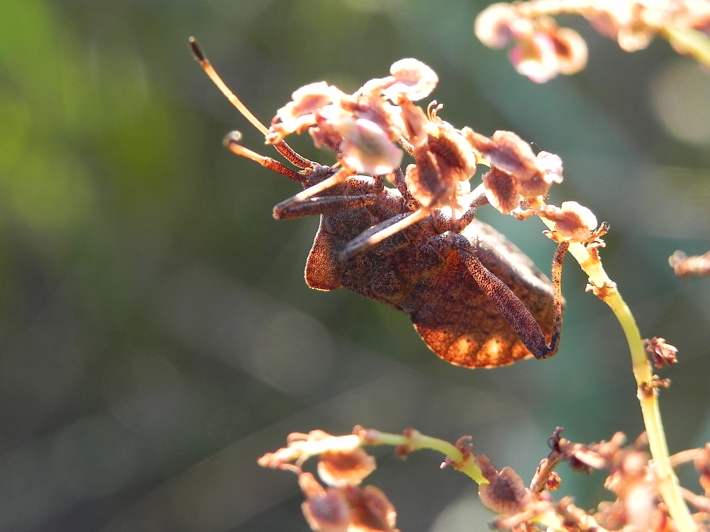 Wtyk straszyk (Coreus marginatus)