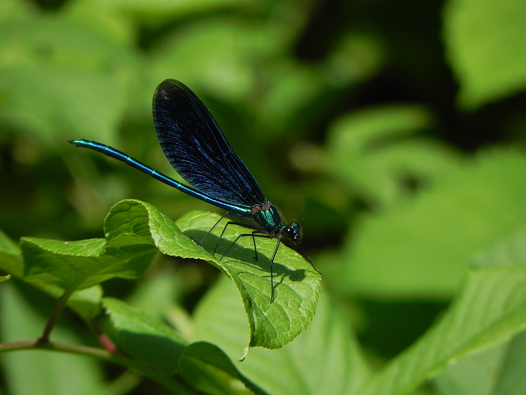 Świtezianka dziewica, świtezianka modra (Calopteryx virgo)