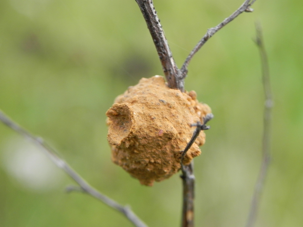 Komora lęgowa kopułki z rodzaju Eumenes