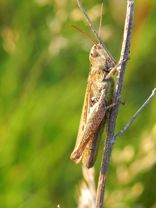 Konik pospolity (Chorthippus biguttulus)