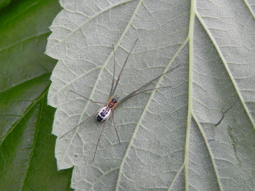 Osnuwik pospolity (Linyphia triangularis)