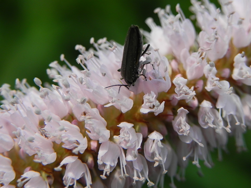 Zaleszczyca (Oedemera virescens)