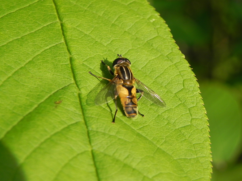 Gniłun (Helophilus pendulus)