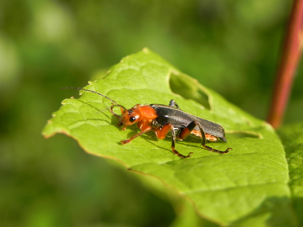 Omomiłek wiejski (Cantharis rustica)