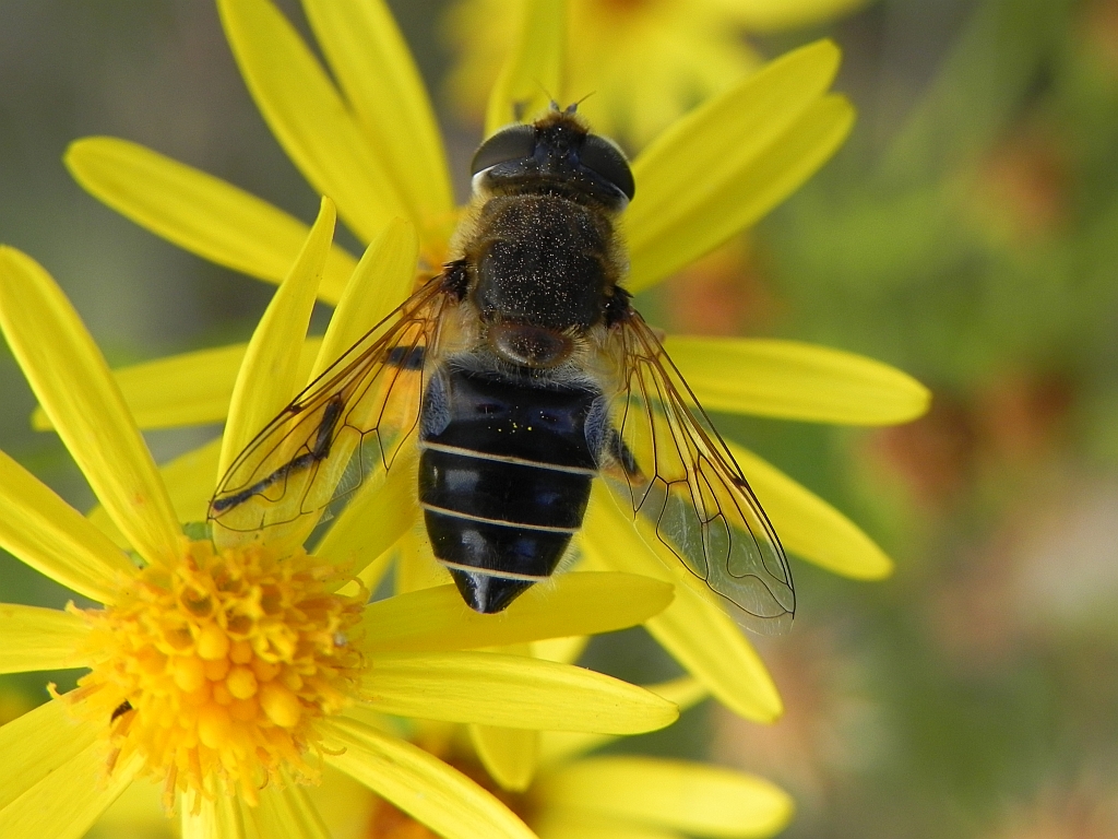 Eristalis arbustorum