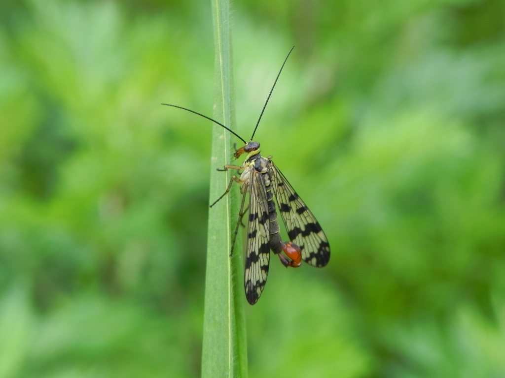 Wojsiłka pospolita (Panorpa communis)