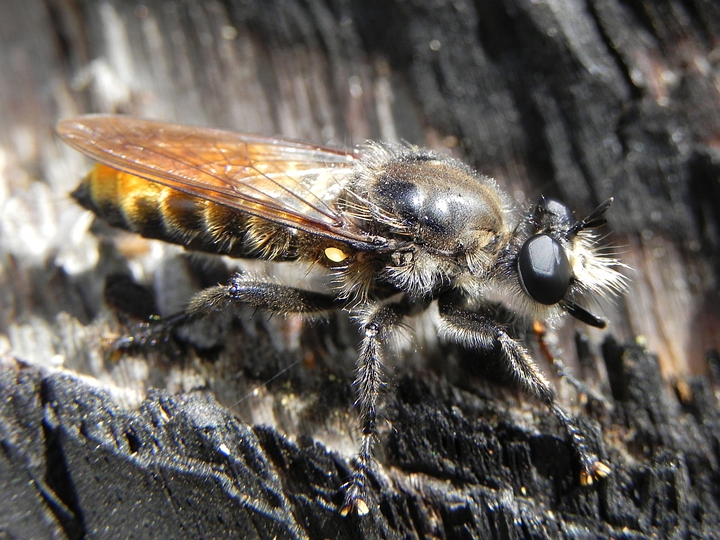 Wierzchołówka żółtowłosa (Laphria flava)