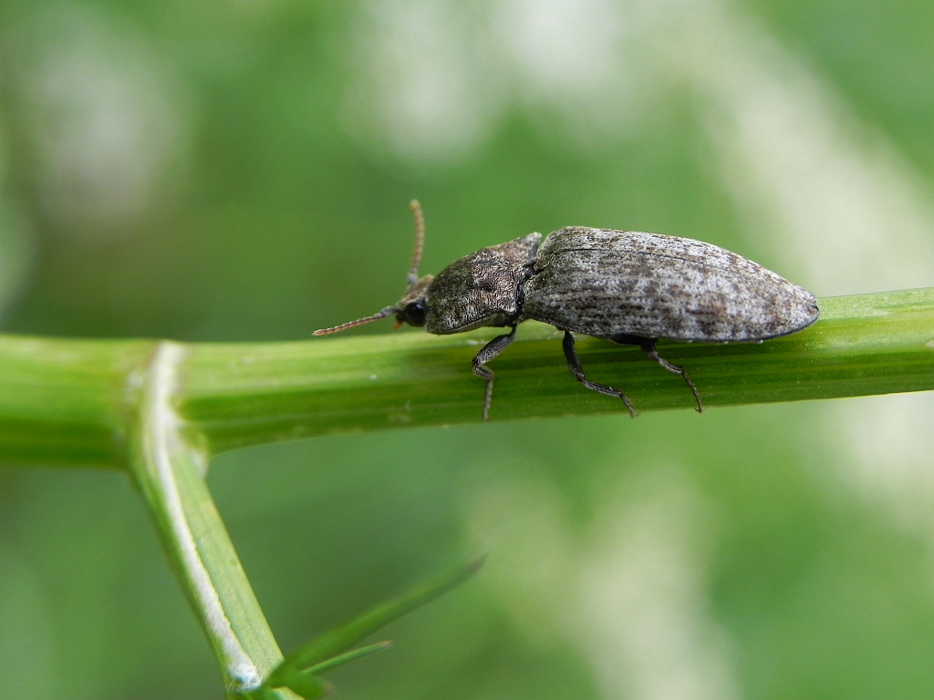 Podrzut myszaty (Agrypnus murinus)