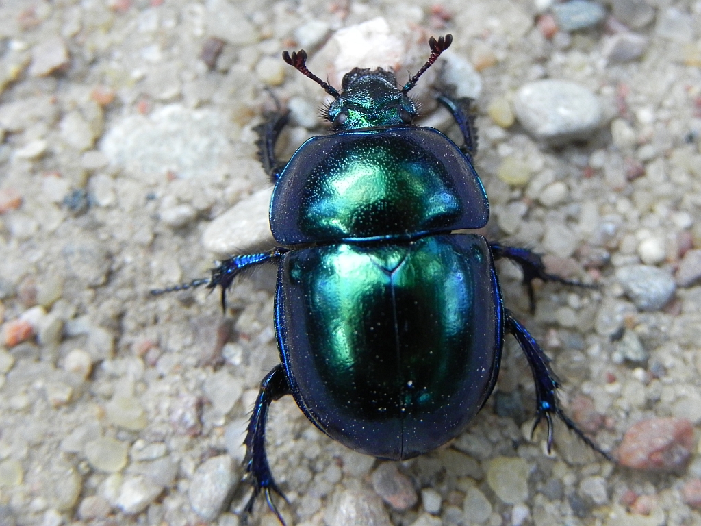 Żuk wiosenny (Trypocopris vernalis)