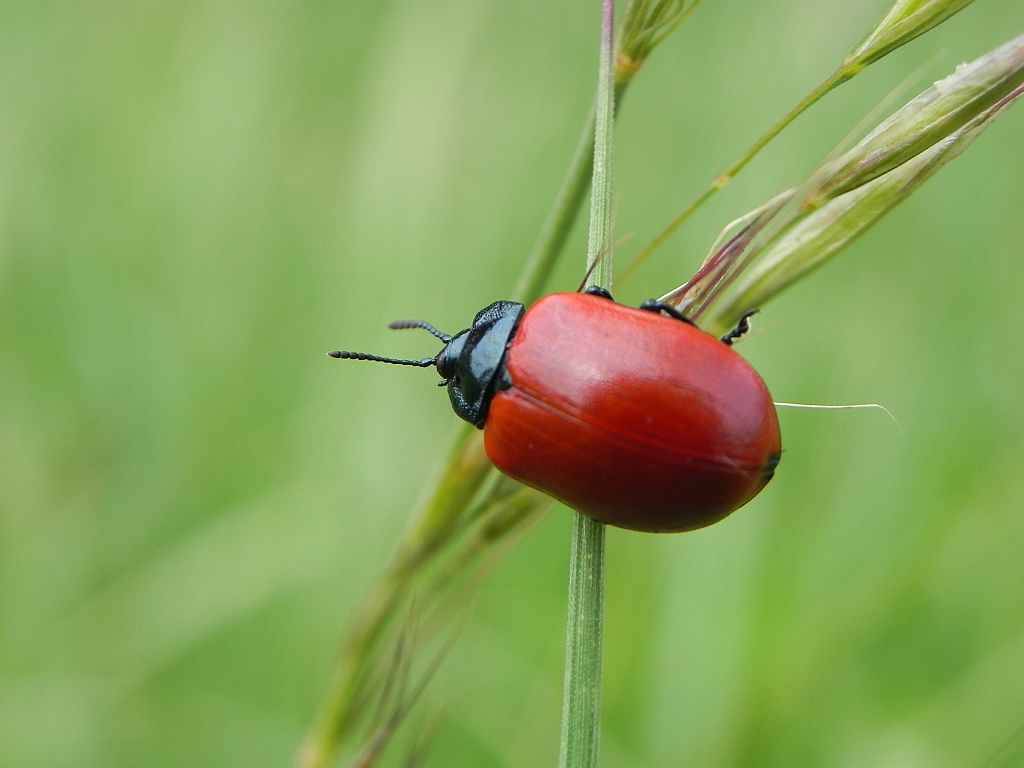 Rynnica topolowa (Melasoma populi L., syn. Chrysomela populi)